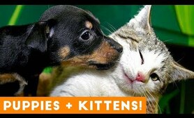 Ultimate Puppy and Kitten Cute Animal Compilation May 2018 | Funny Pet Videos
