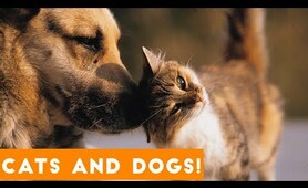 Ultimate Cute Cats and Funny Dogs Compilation 2018 | Funny Pet VIdeos