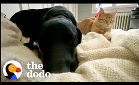 Kittens Choose Awkward Dog To Be Their Big Brother | The Dodo Odd Couples