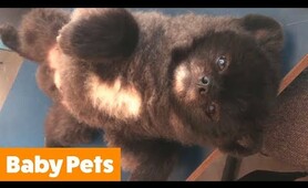 Cutest Kittens and Puppies | Funny Pet Videos