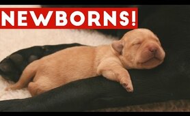 The Cutest Newborn Puppies & Kittens Weekly Compilation 2017 | Funny Pet Videos