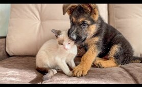 Funny German Shepherd Puppy and Cute Kitten Playing