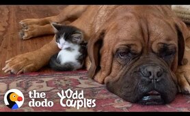 135-Pound Mastiff Becomes Obsessed With A Tiny Kitten  | The Dodo Odd Couples
