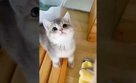 Funny kittens and puppies - Funny dogs and cats Videos part 2 #shorts