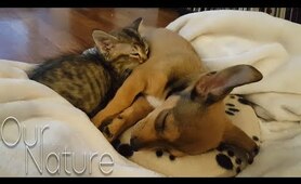 Puppies Meeting Kittens For The Very First Time Compilation 2018 (BEST FUNNY ANIMAL COMPILATION)