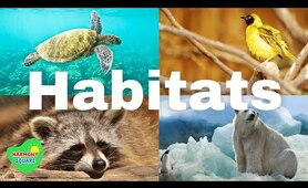 Habitats for Kids | Kids learn about Tundra, Desert, Grasslands, Forests and More | Science for Kids