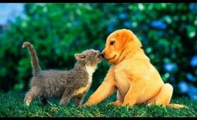 Puppies and Kittens Best Friends Compilation