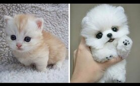 Cute baby animals - The cutest animals can only be puppies and kittens