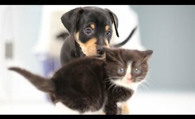 Kittens Meet Puppies For The First Time