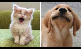Cute baby animals - Cutest moments of puppies, kittens and pets