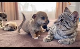 Funny Cat Reaction to Puppies [Kitty sees them for the First Time]