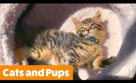 Cutest Puppies and Kittens | Funny Pet Videos