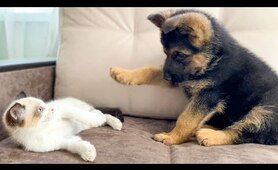 German Shepherd Puppy and Kitten Playing [TRY NOT TO LAUGH]