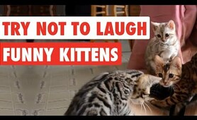 99% Lose this TRY NOT TO LAUGH Challenge - Funny Kittens Video