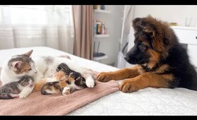 German Shepherd Puppy Meets Mom Cat with Newborn Kittens for the First Time