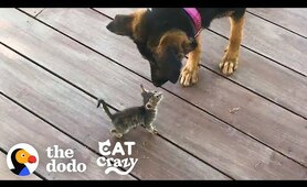 Stray Kitten Picks A Dog As Her Mom | The Dodo Cat Crazy