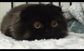 Cute Animals for When You are Stressed