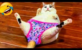 Funny Animal Videos 2022 