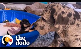 Giant Great Dane Has Raised Hundreds of Tiny Puppies and Kittens | The Dodo