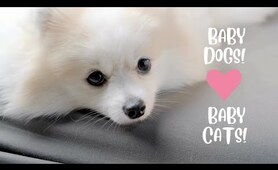 PUPPIES & KITTENS! Funny & Sweet Animal Videos! Sweet Kittens! Kangaroos! #shortofyoutube #short