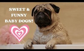 PUPPIES & KITTENS! FUNNY & SWEET ANIMAL VIDEOS! PUPPIES PLAYING!  #shortofyoutube  #short