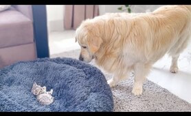 Golden Retriever Shocked by a Kitten occupying his bed!