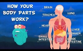 How Do Your Body Parts Work? | Non Stop Episodes | The Dr. Binocs Show | PEEKABOO KIDZ